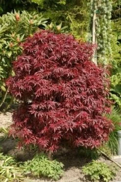 Acer Palmatum Dissectum Garnet - Stam 50-60 Cm - Totale Hoogte 110-130 Cm - Pot 15 Ltr 14 Acer Palmatum Dissectum Garnet - Stam 50-60 Cm - Totale Hoogte 110-130 Cm - Pot 15 Ltr -Planten Winkel 1991666319