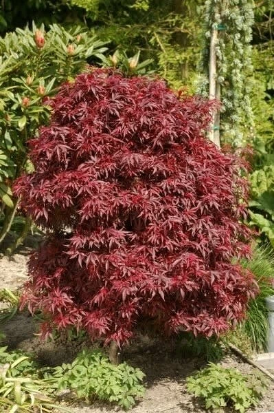 Acer Palmatum Dissectum Garnet - Stam 50-60 Cm - Totale Hoogte 110-130 Cm - Pot 15 Ltr 8 Acer Palmatum Dissectum Garnet - Stam 50-60 Cm - Totale Hoogte 110-130 Cm - Pot 15 Ltr - Afbeelding 6