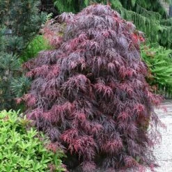 Acer Palmatum Dissectum Garnet - Stam 50-60 Cm - Totale Hoogte 110-130 Cm - Pot 15 Ltr 15 Acer Palmatum Dissectum Garnet - Stam 50-60 Cm - Totale Hoogte 110-130 Cm - Pot 15 Ltr -Planten Winkel 1991666322