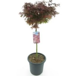 Acer Palmatum Shaina - Stam 60-80 Cm - Totale Hoogte 110-130 Cm - Pot 15 Ltr -Planten Winkel 1991666370