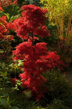 Acer Palmatum Shaina - Stam 60-80 Cm - Totale Hoogte 110-130 Cm - Pot 15 Ltr -Planten Winkel 1991666373