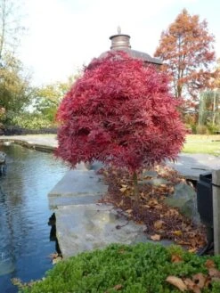Acer Palmatum Shaina - Stam 60-80 Cm - Totale Hoogte 110-130 Cm - Pot 15 Ltr -Planten Winkel 1991666382