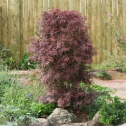 Acer Palmatum Shaina - Stam 60-80 Cm - Totale Hoogte 110-130 Cm - Pot 15 Ltr -Planten Winkel 1991666385