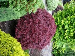 Acer Palmatum Shaina - Stam 60-80 Cm - Totale Hoogte 110-130 Cm - Pot 15 Ltr -Planten Winkel 1991666388