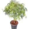 Acer Palmatum Dissectum - Stam 55-65 Cm - Totale Hoogte 100-120 Cm - Pot 15 Ltr -Planten Winkel 1991666439