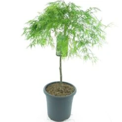 Acer Palmatum Dissectum - Stam 55-65 Cm - Totale Hoogte 100-120 Cm - Pot 15 Ltr -Planten Winkel 1991666442