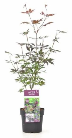 Acer Palmatum Trompenburg - Totale Hoogte 60-80 Cm - Pot 3 Ltr
