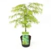 Acer Palmatum Dissectum - Totale Hoogte 60-80 Cm - Pot 3 Ltr -Planten Winkel 1991666535