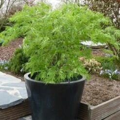Acer Palmatum Dissectum - Totale Hoogte 60-80 Cm - Pot 3 Ltr -Planten Winkel 1991666538