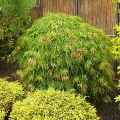 Acer Palmatum Dissectum - Totale Hoogte 60-80 Cm - Pot 3 Ltr -Planten Winkel 1991666541