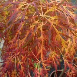 Acer Palmatum Dissectum - Totale Hoogte 60-80 Cm - Pot 3 Ltr -Planten Winkel 1991666544