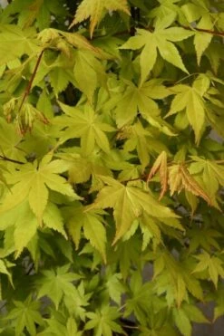 Acer Palmatum Summer Gold - Totale Hoogte 60-80 Cm - Pot 3 Ltr -Planten Winkel 1991666691