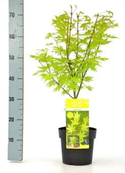 Acer Palmatum Summer Gold - Totale Hoogte 60-80 Cm - Pot 3 Ltr -Planten Winkel 1991666694