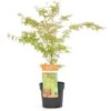 Acer Palmatum Wilson's Pink Dwarf - Totale Hoogte 50-70 Cm - Pot 3 Ltr -Planten Winkel 1991666715