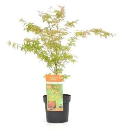 Acer Palmatum Wilson's Pink Dwarf - Totale Hoogte 50-70 Cm - Pot 3 Ltr