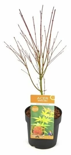 Acer Palmatum Wilson's Pink Dwarf - Totale Hoogte 50-70 Cm - Pot 3 Ltr -Planten Winkel 1991666718