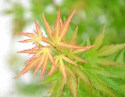 Acer Palmatum Wilson's Pink Dwarf - Totale Hoogte 50-70 Cm - Pot 3 Ltr -Planten Winkel 1991666721