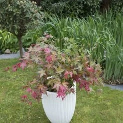Acer Palmatum Beni-maiko - Totale Hoogte 50-60 Cm - Pot 3 Ltr -Planten Winkel 1991666754