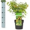 Acer Palmatum Little Princess - Totale Hoogte 50-60 Cm - Pot 3 Ltr -Planten Winkel 1991666757