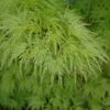 Acer Palmatum Seiryu - Totale Hoogte 50-60 Cm - Pot 3 Ltr -Planten Winkel 1991666778