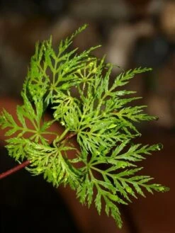 Acer Palmatum Seiryu - Totale Hoogte 50-60 Cm - Pot 3 Ltr -Planten Winkel 1991666781