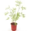 Sambucus Nigra Golden Tower - Pot Ø 21 Cm -Planten Winkel 1991666877