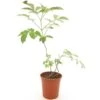 Sambucus Nigra Chocolate Marzipan - Pot Ø 21 Cm -Planten Winkel 1991666886