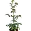 Sambucus Nigra Black Tower - Totale Hoogte 80-100 Cm - Pot Ø 19 Cm -Planten Winkel 1991666928