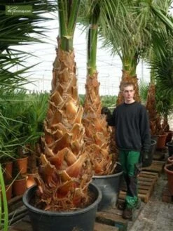Washingtonia Robusta - Stam 50+ Cm - Totale Hoogte 160+ Cm - Pot Ø 45 Cm [pallet] -Planten Winkel 1991667435