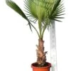 Washingtonia Robusta - Stam 40+ Cm - Totale Hoogte 160-180 Cm - Pot 40 Ø Cm [pallet] -Planten Winkel 1991667471