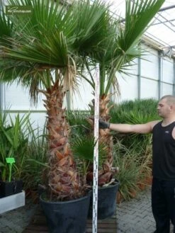 Washingtonia Robusta - Stam 40+ Cm - Totale Hoogte 160-180 Cm - Pot 40 Ø Cm [pallet] -Planten Winkel 1991667480