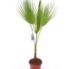 Washingtonia Robusta - Totale Hoogte 100-130 Cm - Pot Ø 26 Cm -Planten Winkel 1991667534