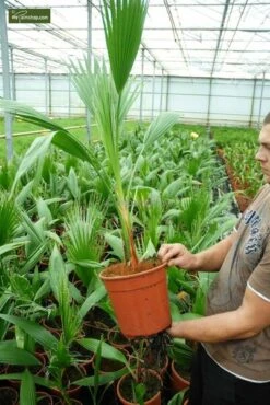 Washingtonia Robusta - Totale Hoogte 100-130 Cm - Pot Ø 26 Cm -Planten Winkel 1991667537