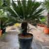 Cycas Revoluta - Stam 55-65 Cm [pallet] -Planten Winkel 1991667570