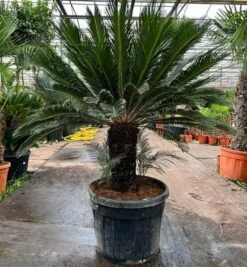 Cycas Revoluta - Stam 55-65 Cm [pallet]
