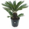 Cycas Revoluta - Stam 20-30 Cm - Totale Hoogte 90-110 Cm - Pot Ø 35 Cm -Planten Winkel 1991667606