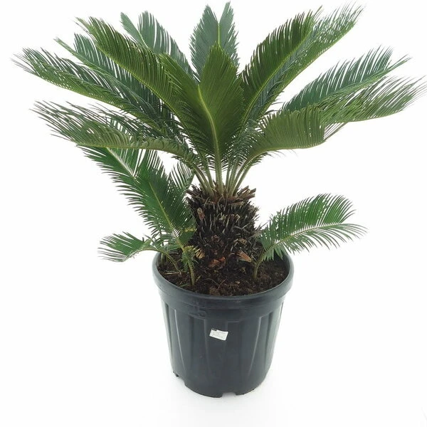 Cycas Revoluta - Stam 20-30 Cm - Totale Hoogte 90-110 Cm - Pot Ø 35 Cm 3 Cycas Revoluta - Stam 20-30 Cm - Totale Hoogte 90-110 Cm - Pot Ø 35 Cm