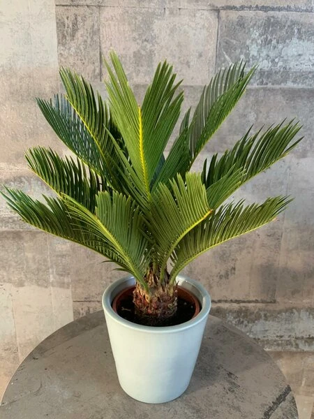 Cycas Revoluta - Stam 20-30 Cm - Totale Hoogte 90-110 Cm - Pot Ø 35 Cm 5 Cycas Revoluta - Stam 20-30 Cm - Totale Hoogte 90-110 Cm - Pot Ø 35 Cm - Afbeelding 3