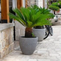 Cycas Revoluta - Stam 20-30 Cm - Totale Hoogte 90-110 Cm - Pot Ø 35 Cm 11 Cycas Revoluta - Stam 20-30 Cm - Totale Hoogte 90-110 Cm - Pot Ø 35 Cm -Planten Winkel 1991667615