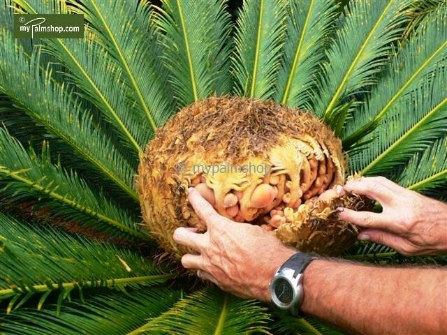 Cycas Revoluta - Stam 20-30 Cm - Totale Hoogte 90-110 Cm - Pot Ø 35 Cm 8 Cycas Revoluta - Stam 20-30 Cm - Totale Hoogte 90-110 Cm - Pot Ø 35 Cm - Afbeelding 6