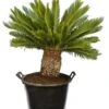 Cycas Revoluta - Stam 45-55 Cm - Totale Hoogte 130-160 Cm - Pot Ø 48 Cm [pallet] -Planten Winkel 1991667660