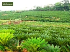 Cycas Revoluta - Stam 45-55 Cm - Totale Hoogte 130-160 Cm - Pot Ø 48 Cm [pallet] -Planten Winkel 1991667663