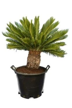 Cycas Revoluta - Stam 35-45 Cm - Totale Hoogte 130-150 Cm - Pot Ø 45 Cm [pallet]