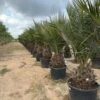 Jubaea Chilensis - Dikke Stam 60-70 Cm - Totale Hoogte 200+ Cm - Pot 160 Ltr [pallet] -Planten Winkel 1991667795