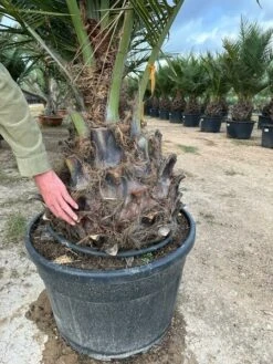 Jubaea Chilensis - Dikke Stam 50-60 Cm - Totale Hoogte 200+ Cm - Pot 160 Ltr [pallet] -Planten Winkel 1991667840