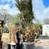 Jubaea Chilensis - Stam 110-130 Cm - Totale Hoogte 300+ Cm - Pot Ø 110 Cm [pallet] -Planten Winkel 1991667894