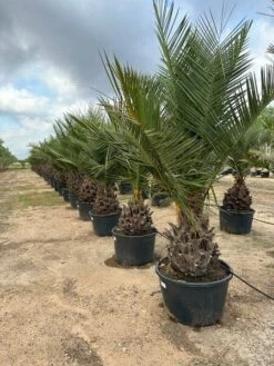 Jubaea Chilensis - Dikke Stam 40-50 Cm - Totale Hoogte 200+ Cm - Pot 160 Ltr [pallet] -Planten Winkel 1991668041