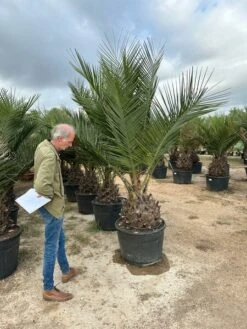 Jubaea Chilensis - Dikke Stam 40-50 Cm - Totale Hoogte 200+ Cm - Pot 160 Ltr [pallet] -Planten Winkel 1991668044