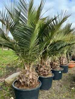 Jubaea Chilensis - Dikke Stam 40-50 Cm - Totale Hoogte 200+ Cm - Pot 160 Ltr [pallet] -Planten Winkel 1991668050
