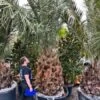 Jubaea Chilensis - Stam 140-160 Cm - Totale Hoogte 300+ Cm - Pot Ø 110 Cm [pallet] -Planten Winkel 1991668083